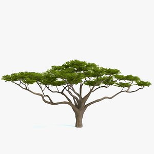 acacia tree polys 3D