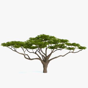 Acacia Tree Low Poly