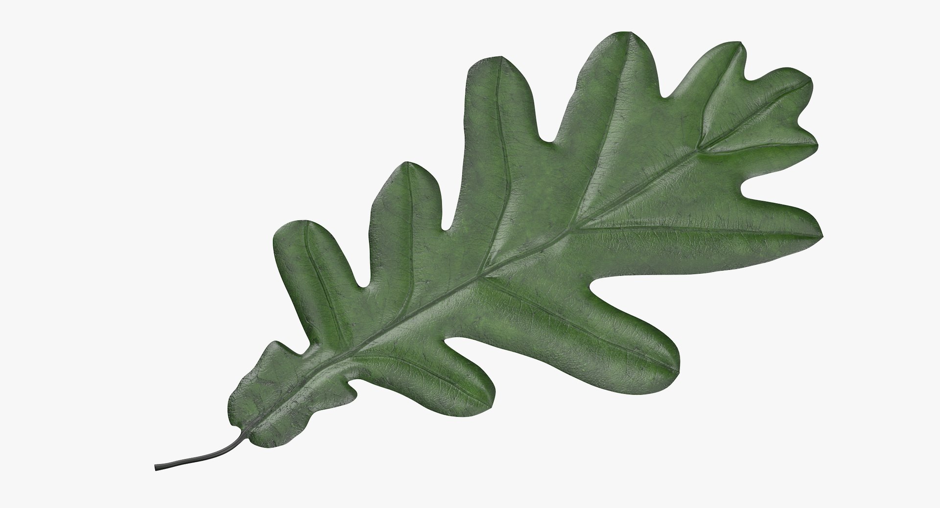 3d green oak leaf 03 model