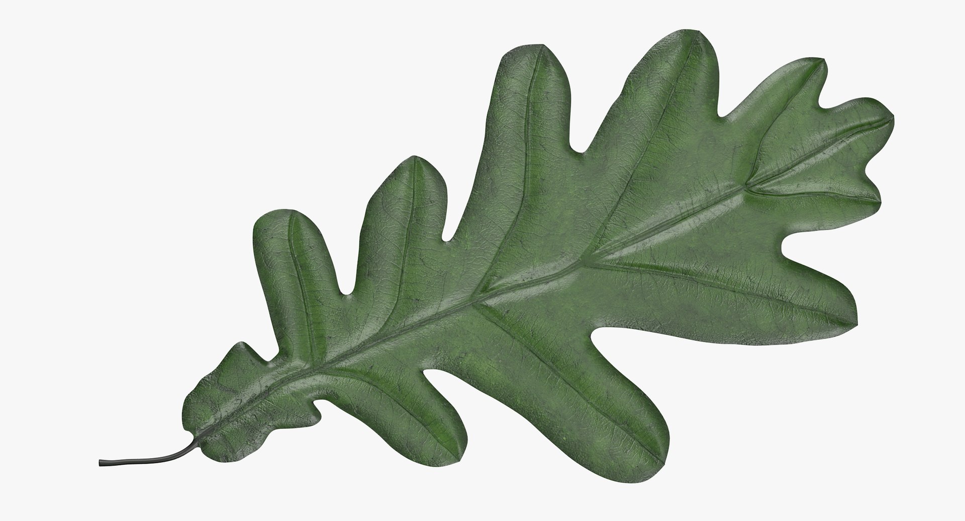 3d green oak leaf 03 model
