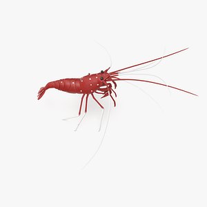 Blood Shrimp