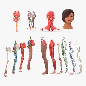 Female Realistic Anatomy Collection