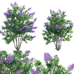 3D Syringa vulgaris - Common Lilac 04