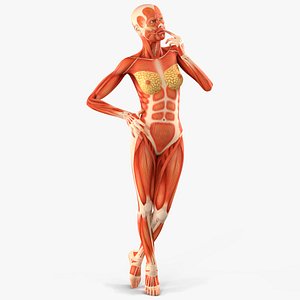 3D Female Full Body Anatomy Muscles Rigged