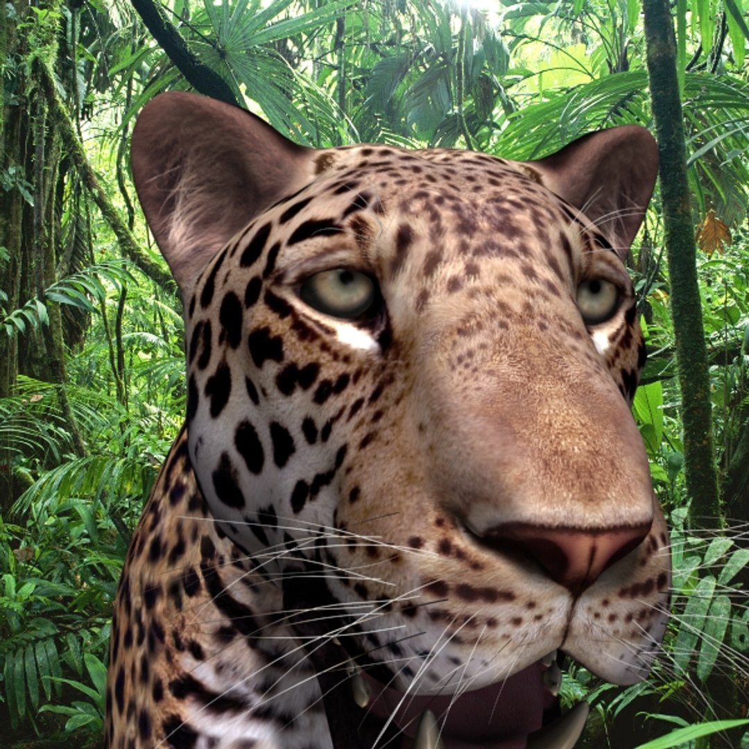 realistic jagua 3d model https://p.turbosquid.com/ts-thumb/ru/lbdZ0a/2kNECxR8/15water/jpg/1367366461/1920x1080/fit_q87/672809653facf9e000c3205aac4d92cd5e84fb93/15water.jpg