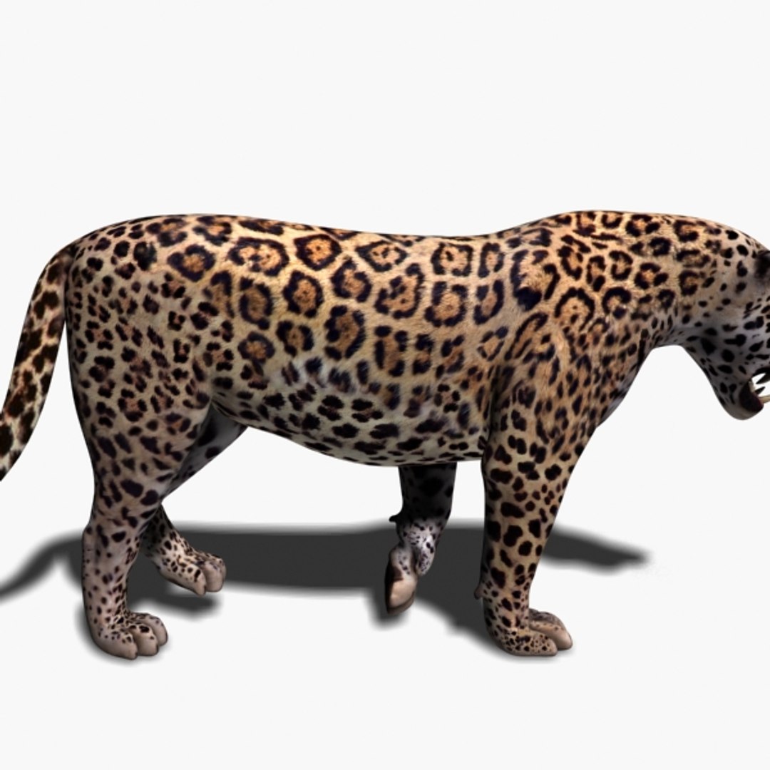 realistic jagua 3d model https://p.turbosquid.com/ts-thumb/ru/lbdZ0a/TpJDtbzg/1/jpg/1367366461/1920x1080/fit_q87/2ea51531da4fd7931700bcc59ce127ccde2220a2/1.jpg