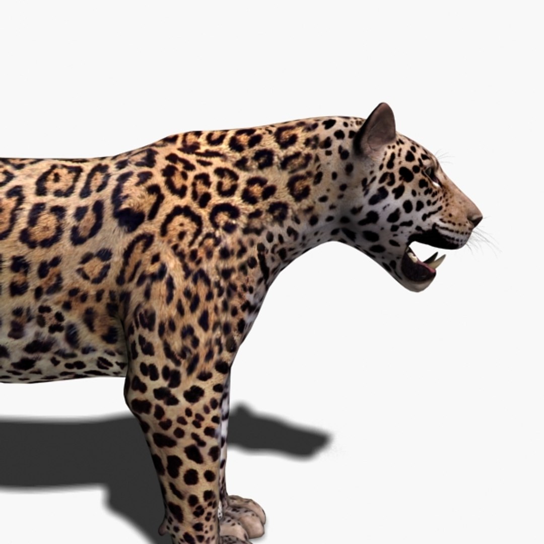 realistic jagua 3d model https://p.turbosquid.com/ts-thumb/ru/lbdZ0a/Zde07l6m/3/jpg/1367366461/1920x1080/fit_q87/67601b41dadda75ac72fc3bd34172298dce80fbb/3.jpg