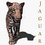 Jaguar réaliste (sans fourrure)