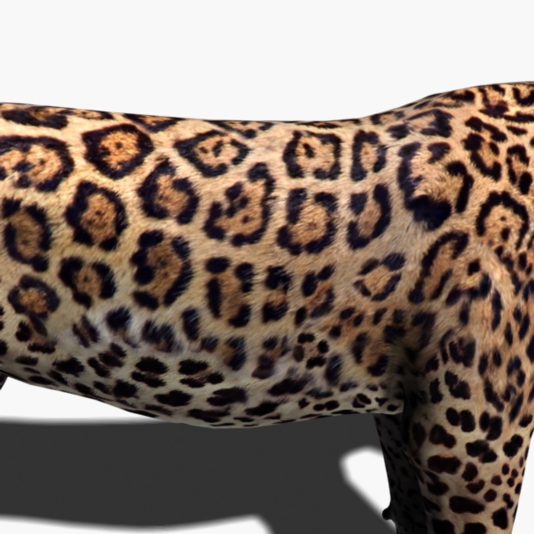 realistic jagua 3d model https://p.turbosquid.com/ts-thumb/ru/lbdZ0a/z8xYUeU8/2water/jpg/1367366461/1920x1080/fit_q87/5df36539e5af569d3f7f9da07b848c17774e6078/2water.jpg