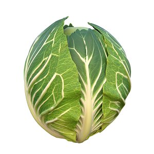 Cabbage green vegetable 3D