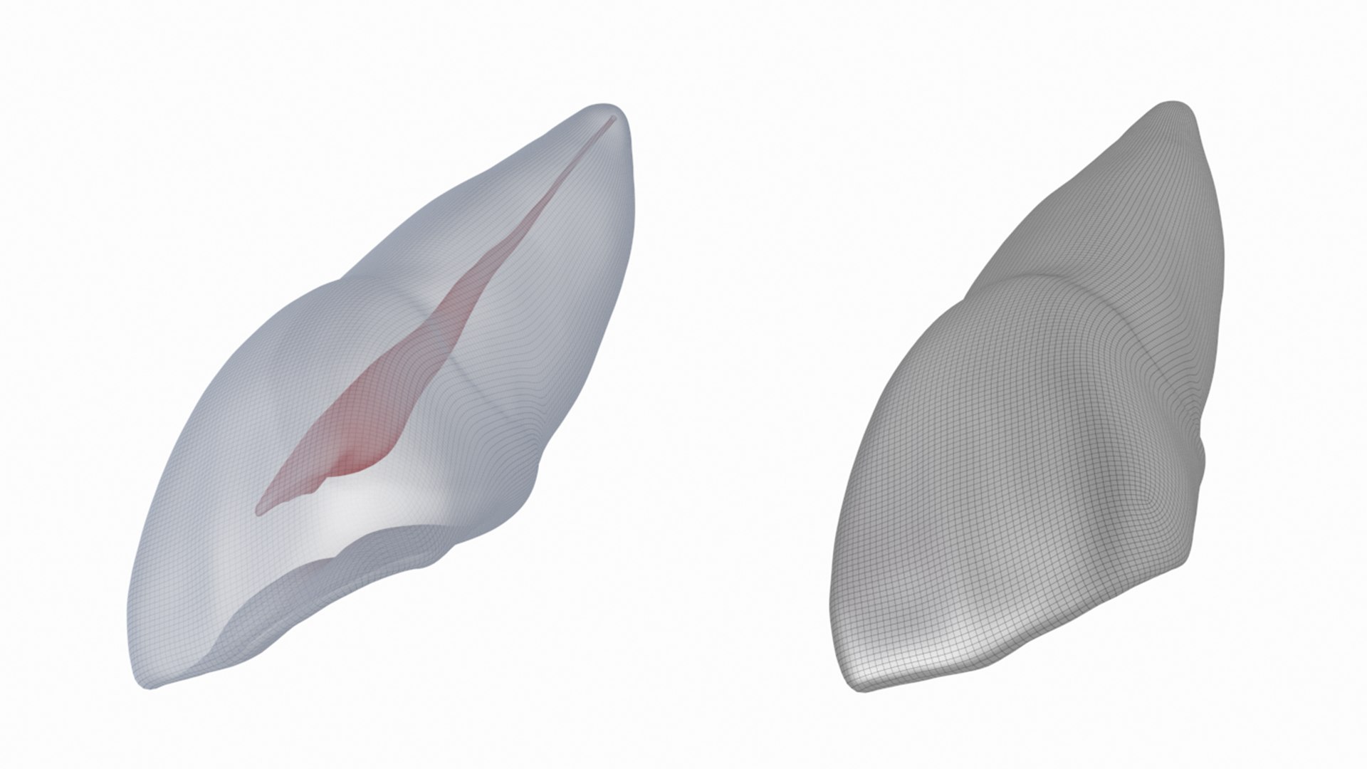 3D Human Upper Left Central Incisor Tooth With Pulp Cavity model https://p.turbosquid.com/ts-thumb/ru/smj7Y6/0h/20/png/1708268684/1920x1080/fit_q87/e7dad50b52865f5d636e2e30e5fb339dd06679e7/20.jpg
