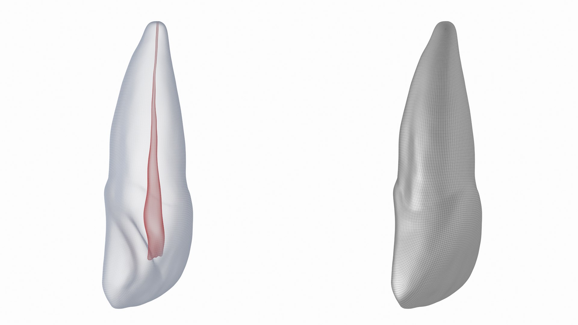 3D Human Upper Left Central Incisor Tooth With Pulp Cavity model https://p.turbosquid.com/ts-thumb/ru/smj7Y6/CQ/z03/png/1708268676/1920x1080/fit_q87/37c75eca81bd400aa50ae29fc08a7d5fa53514a6/z03.jpg