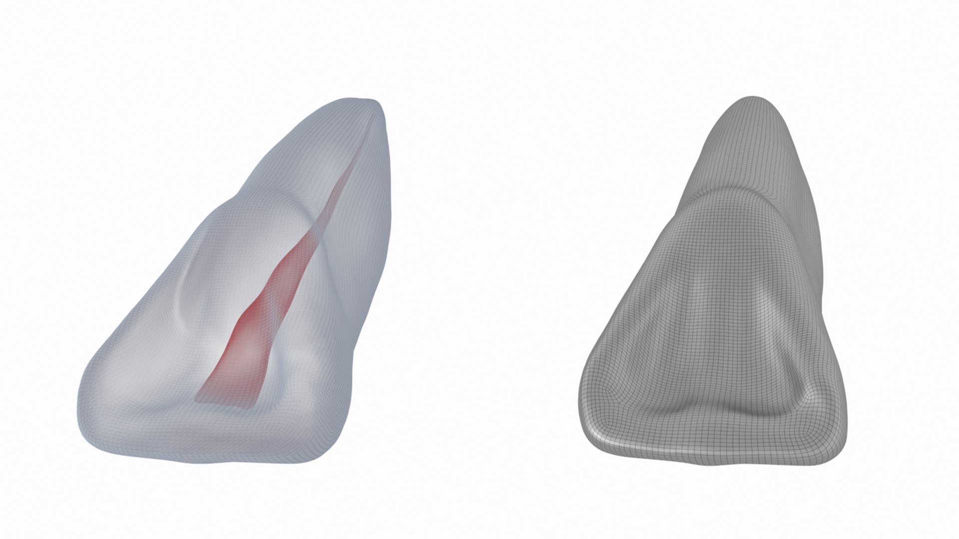 3D Human Upper Left Central Incisor Tooth With Pulp Cavity Model ...