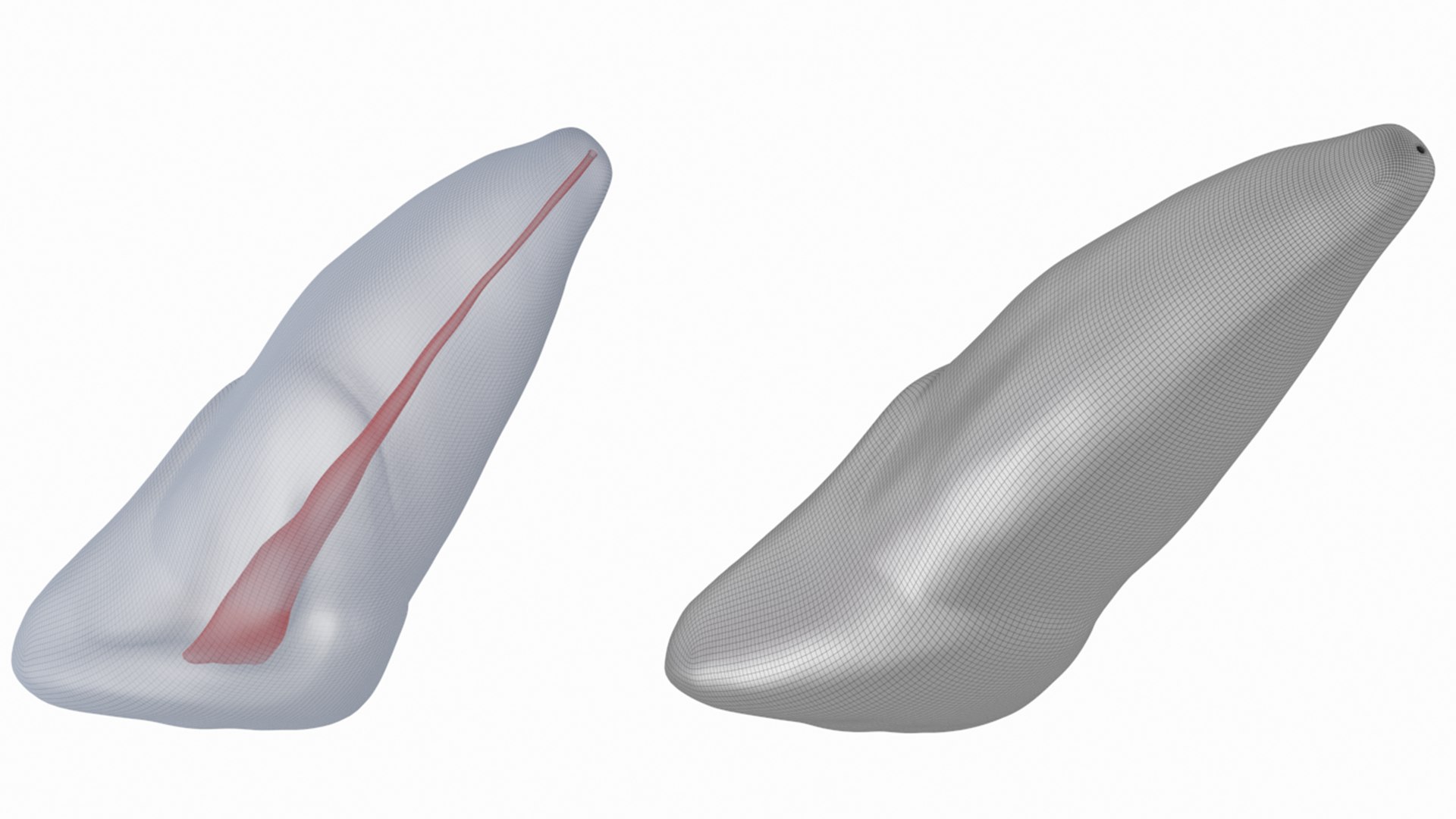 3D Human Upper Left Central Incisor Tooth With Pulp Cavity model https://p.turbosquid.com/ts-thumb/ru/smj7Y6/OI/14/png/1708268682/1920x1080/fit_q87/e5a3a06bd2e1e15f080be8e49e3738f70949feca/14.jpg