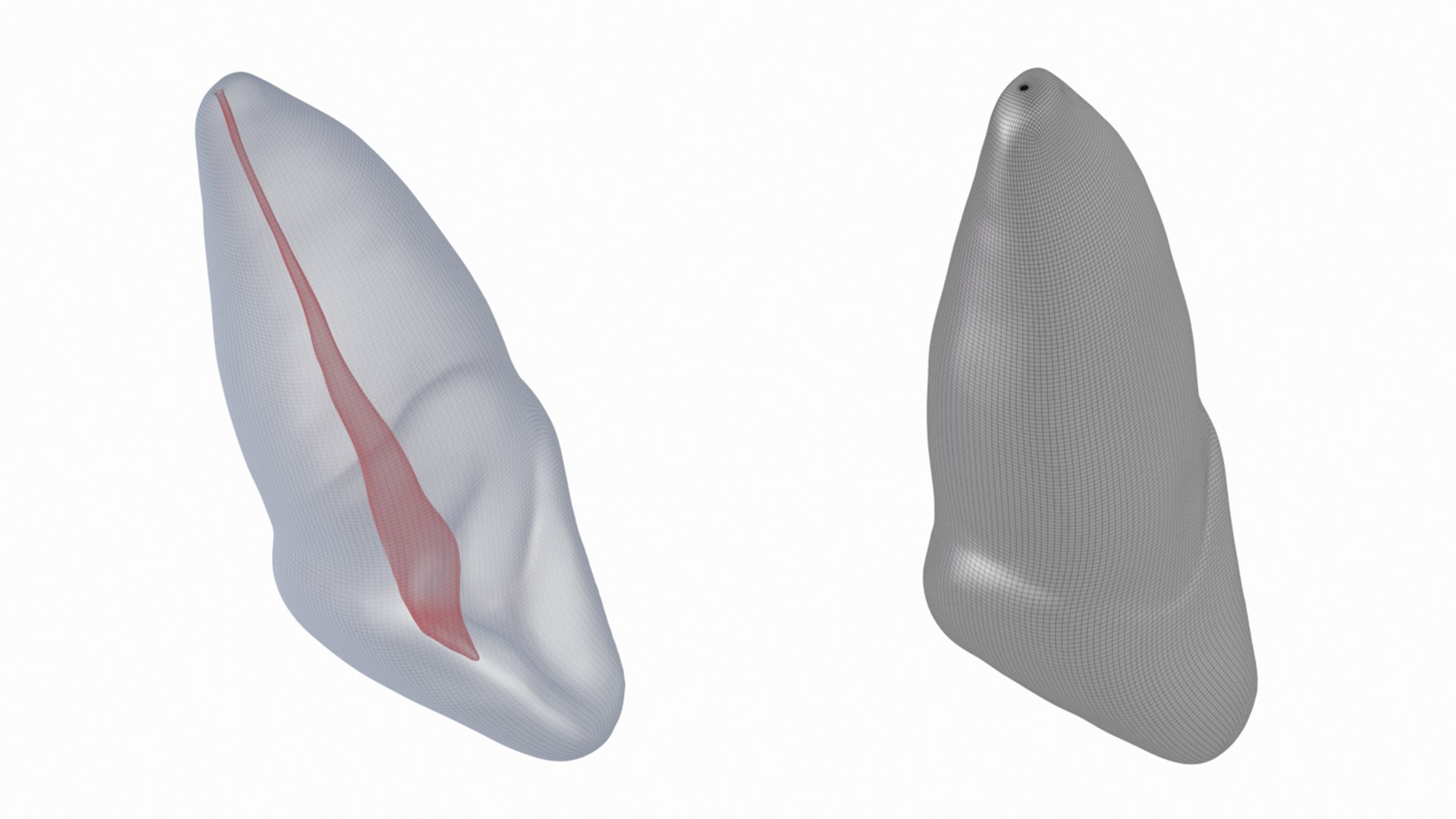 3D Human Upper Left Central Incisor Tooth With Pulp Cavity model https://p.turbosquid.com/ts-thumb/ru/smj7Y6/Xg/19/png/1708268684/1920x1080/fit_q87/72e7c7c4f2f300365b175f4dd4de470106710942/19.jpg