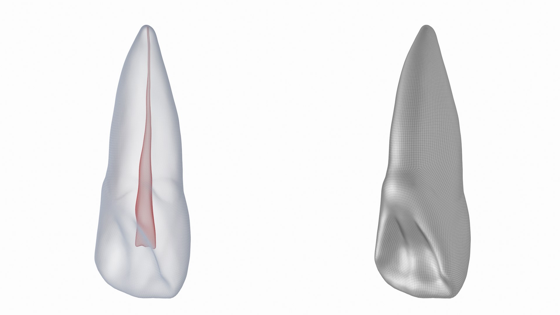 3D Human Upper Left Central Incisor Tooth With Pulp Cavity model https://p.turbosquid.com/ts-thumb/ru/smj7Y6/Y4/z06/png/1708268678/1920x1080/fit_q87/e086b5242f43bb6a5716db79c0ea1b453c6c5b0d/z06.jpg