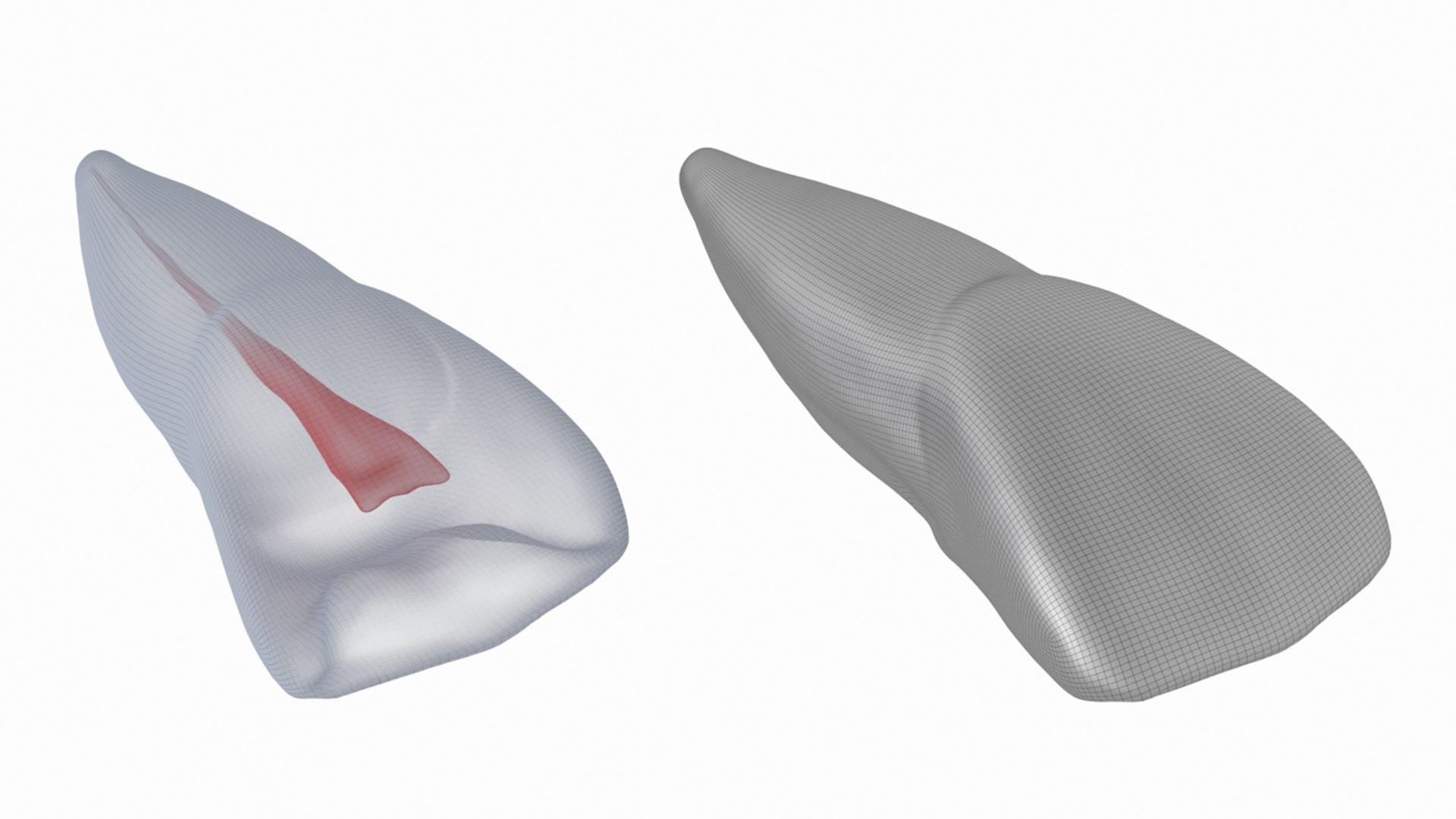 3D Human Upper Left Central Incisor Tooth With Pulp Cavity model https://p.turbosquid.com/ts-thumb/ru/smj7Y6/gX/21/png/1708268685/1920x1080/fit_q87/c1b73395e1e01c0c15c2fd8a44e585d597b7f7d0/21.jpg