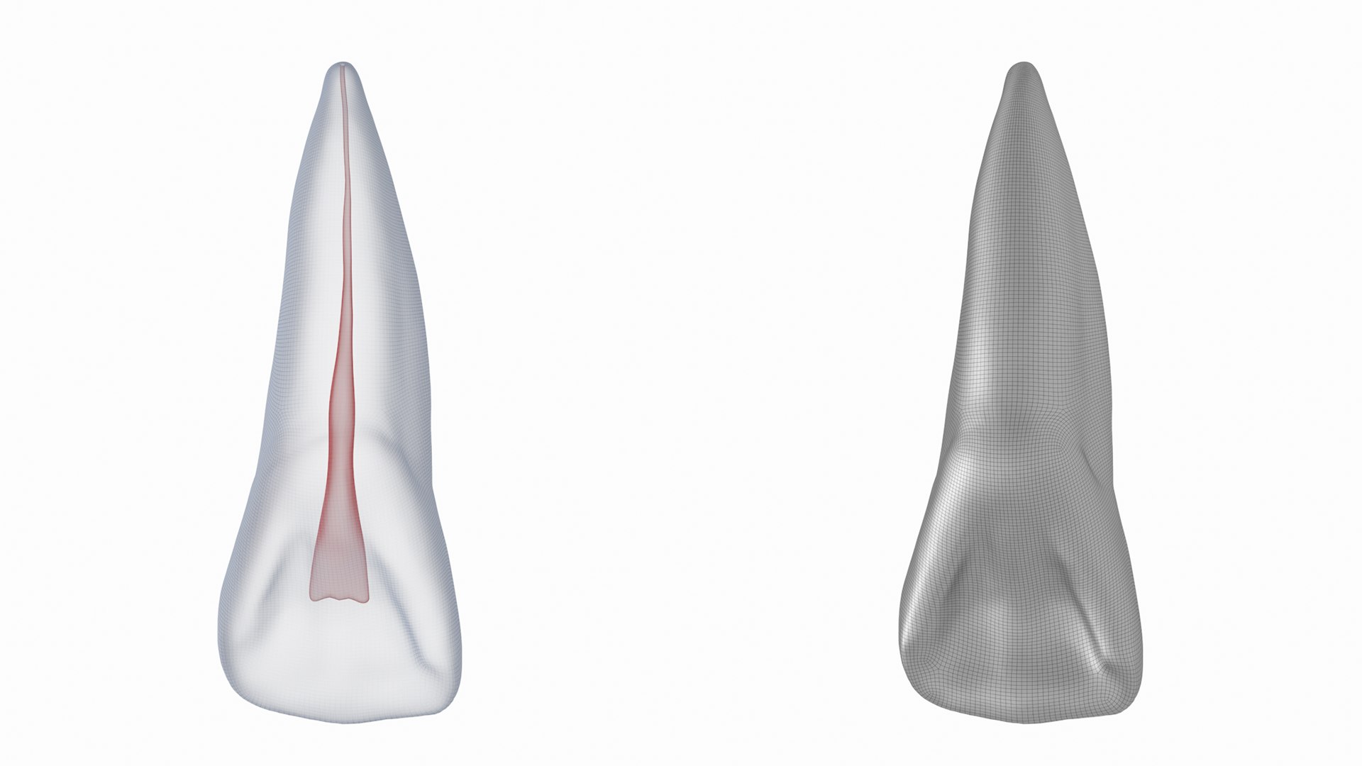 3D Human Upper Left Central Incisor Tooth With Pulp Cavity model https://p.turbosquid.com/ts-thumb/ru/smj7Y6/sL/z07/png/1708268678/1920x1080/fit_q87/f493c4eb4a4941f3a8ac831e88998e20d449823b/z07.jpg