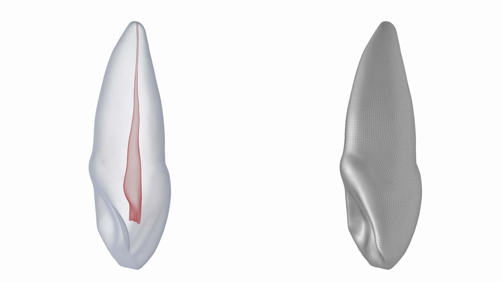 3D Human Upper Left Central Incisor Tooth With Pulp Cavity Model ...