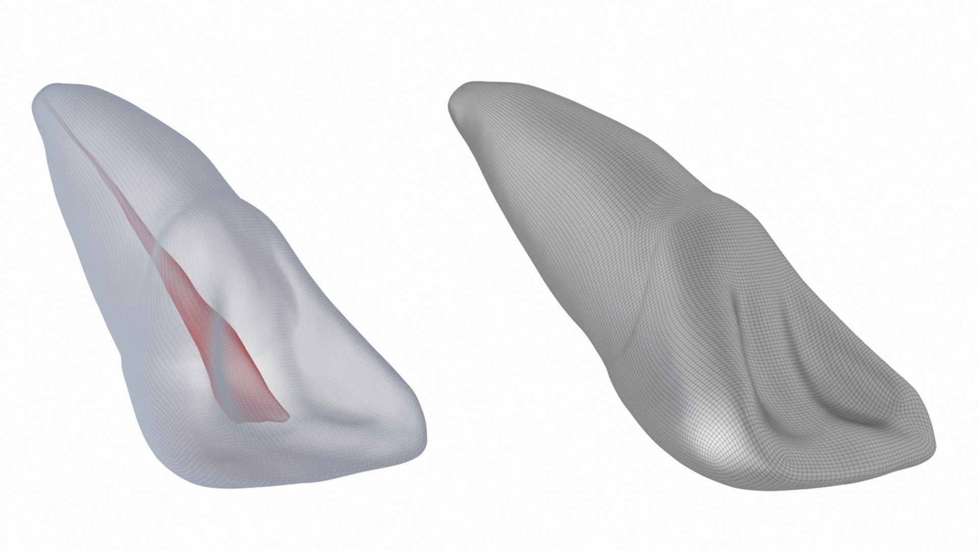 3D Human Upper Left Central Incisor Tooth With Pulp Cavity model https://p.turbosquid.com/ts-thumb/ru/smj7Y6/wU/17/png/1708268684/1920x1080/fit_q87/3ef4484a7202c1f3742c4704b0ebb209f8791294/17.jpg