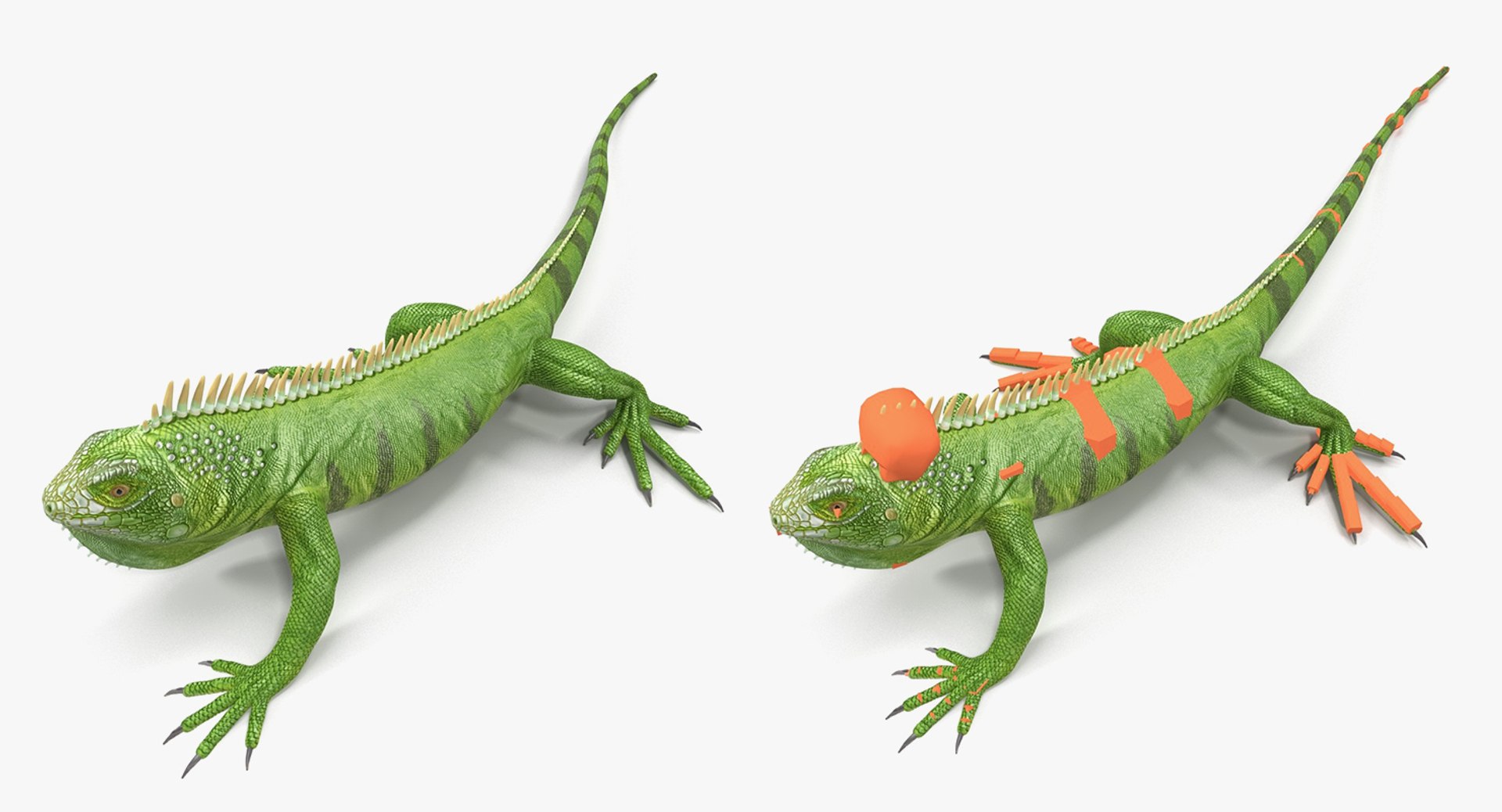 3D model Rigged Lizards Collection 3 for Maya https://p.turbosquid.com/ts-thumb/ru/vzfJEL/0t/rigged_lizards_collection_3_018/jpg/1723278276/1920x1080/fit_q87/2d589eb3ddcff6731dfcd067a60b7ad80336a771/rigged_lizards_collection_3_018.jpg