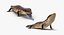Rigged Lizards Collection 3 for Maya