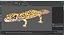 Rigged Lizards Collection 3 for Maya
