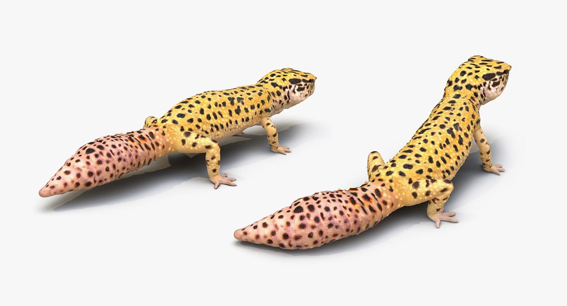 3D model Rigged Lizards Collection 3 for Maya https://p.turbosquid.com/ts-thumb/ru/vzfJEL/cs/rigged_lizards_collection_3_029/jpg/1723278334/1920x1080/fit_q87/228f50933558d8d354437b442c6ea5becf29e82d/rigged_lizards_collection_3_029.jpg