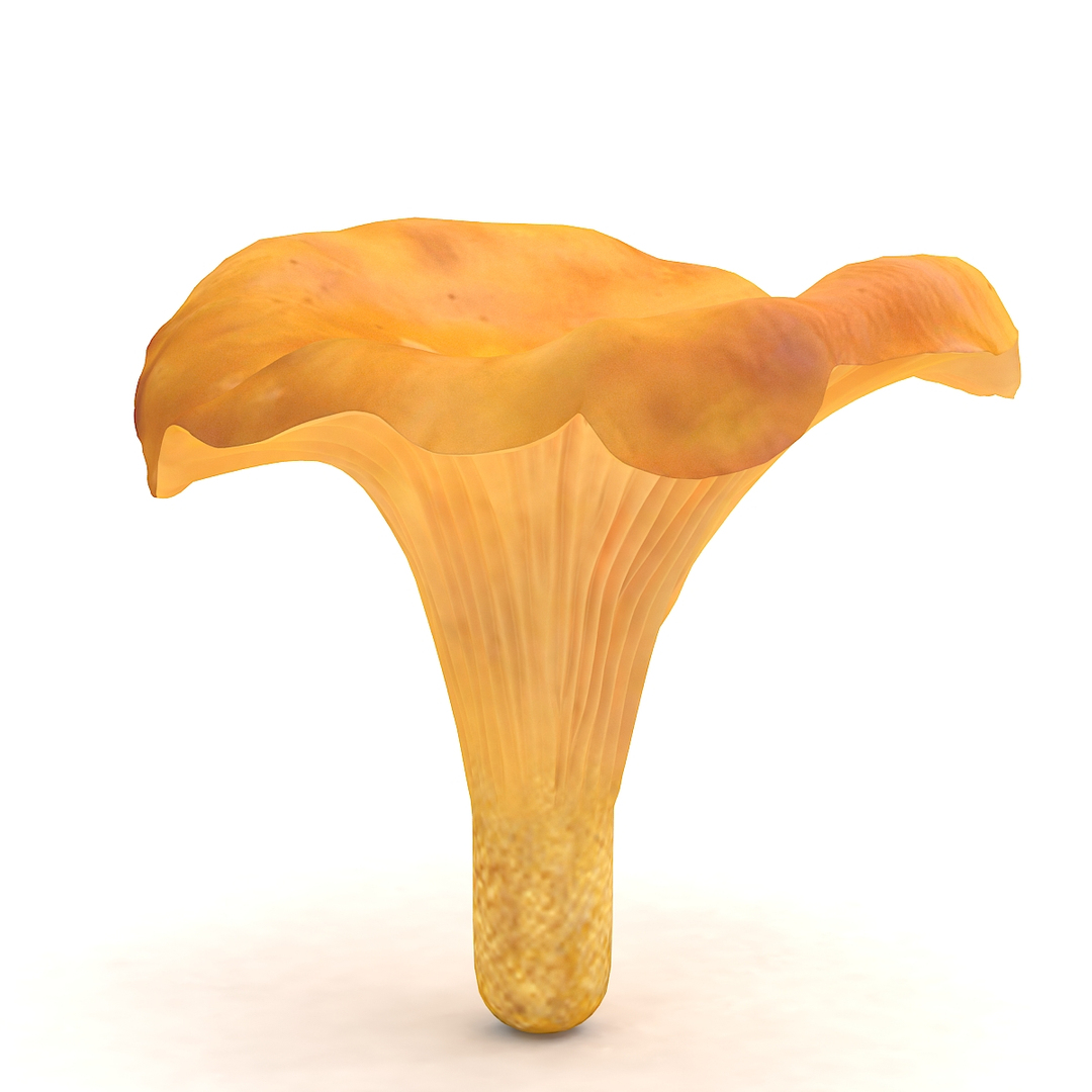 Max Chanterelle Mushroom 0001 1