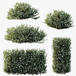 3D AV Plants Gray Box Westringia Fruticosa Coastal Rosemary Flower