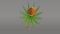 Equisetum