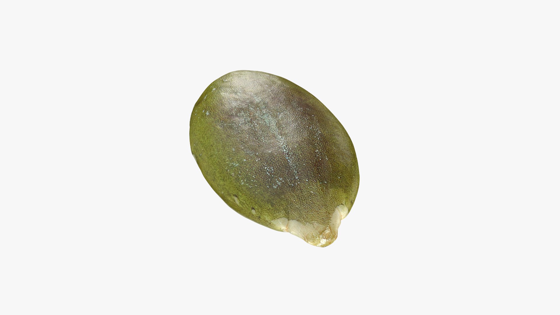 Peeled Pumpkin Seed Collection 3D model https://p.turbosquid.com/ts-thumb/rv/OtV7CE/5g/pumpkinseedpeeled02_0005/png/1777029239/1920x1080/fit_q87/66f0dd83b8aed1dc8a104d8240fbe5029b2b88d4/pumpkinseedpeeled02_0005.jpg