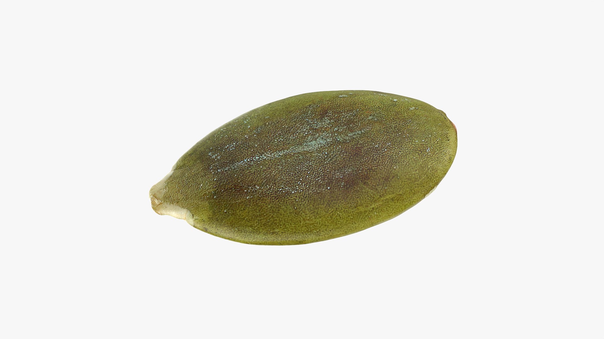 Peeled Pumpkin Seed Collection 3D model https://p.turbosquid.com/ts-thumb/rv/OtV7CE/nL/pumpkinseedpeeled02_0001/png/1777029235/1920x1080/fit_q87/d2f8b58dd89b75791ce910a0cb357df041746cde/pumpkinseedpeeled02_0001.jpg