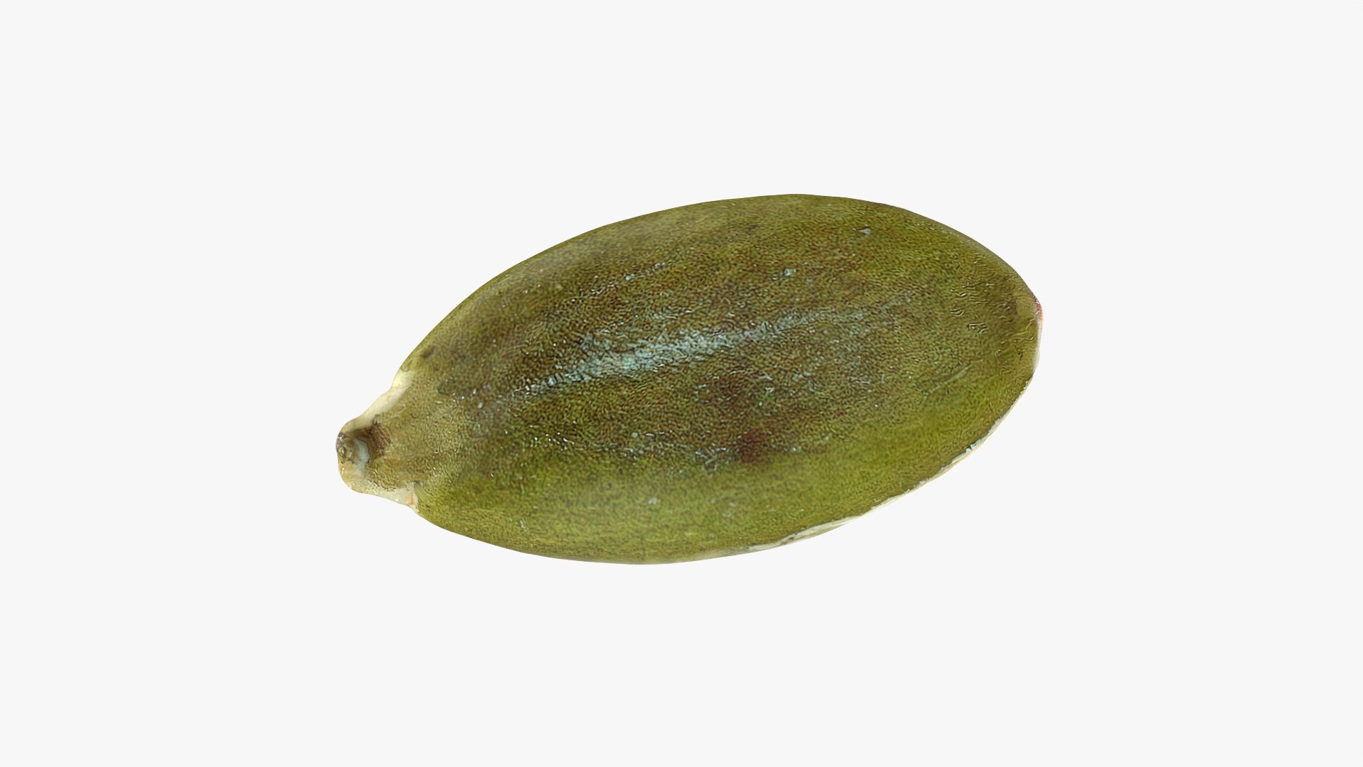 Peeled Pumpkin Seed Collection 3D model https://p.turbosquid.com/ts-thumb/rv/OtV7CE/v3/pumpkinseedpeeled02_0002/png/1777029239/1920x1080/fit_q87/6acd66180f90f2d3da95bff9fdfd7dc23377e9cf/pumpkinseedpeeled02_0002.jpg