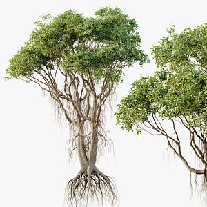 AV Plants Mangrove Gray Avicennia Marina06 model