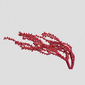 3D Red Grape Caulerpa V3