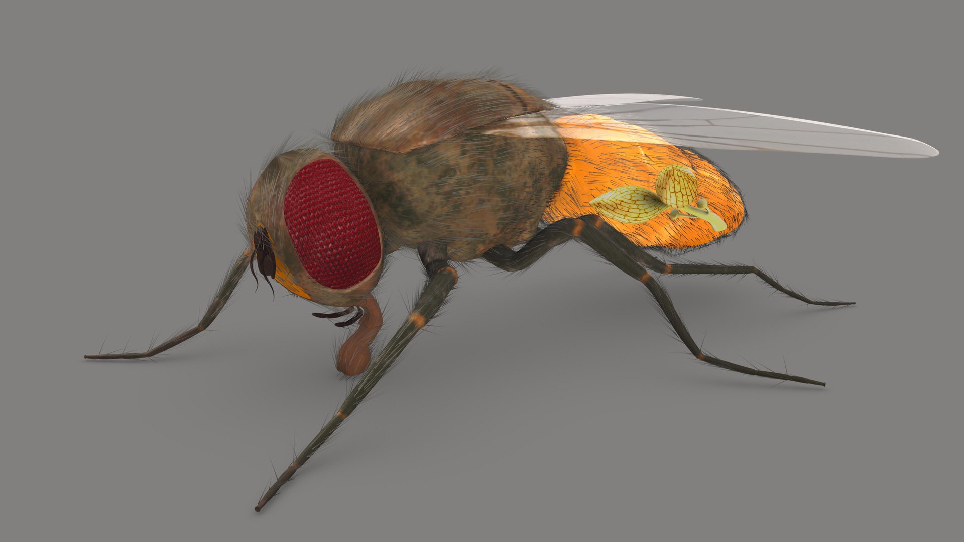 3D Housefly Reproductive system - TurboSquid 1803903