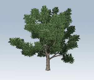 Simple tree