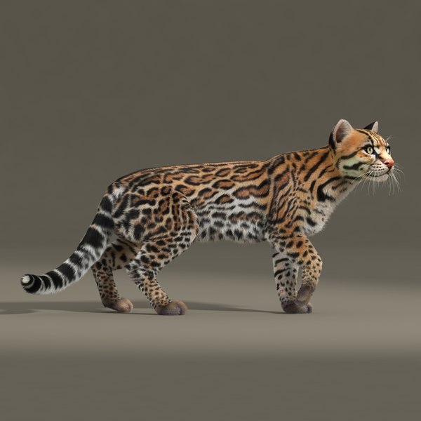 オセロット猫（FUR）（RIGGED）3Dモデル - TurboSquid 1045399