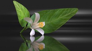 orange lemon lime flower 3D model