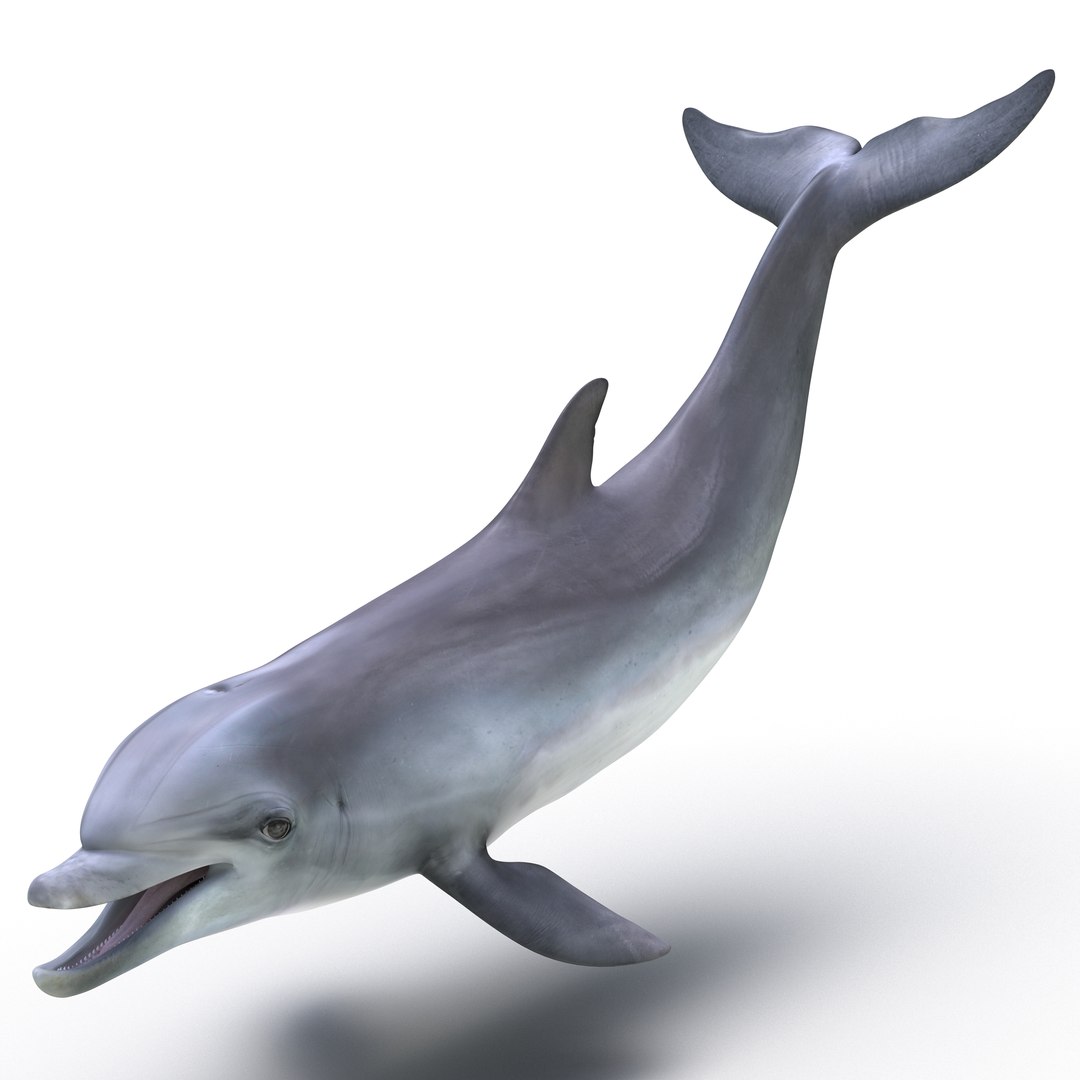 Dolphin Rigged 3D model preview