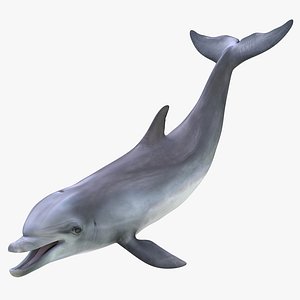 Dolphin Rigged