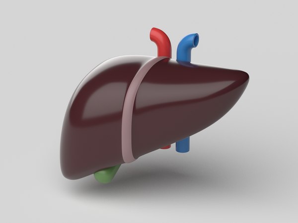 Liver Cartoon Stylized 3D model - TurboSquid 1794331