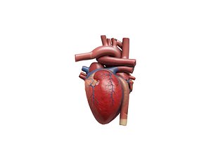 Human Heart Anatomy with Cross Section