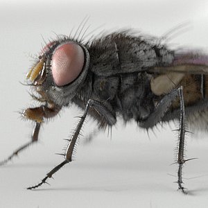 housefly fly 3d c4d