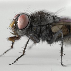 housefly
