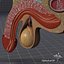 Human Male Genital Anatomy