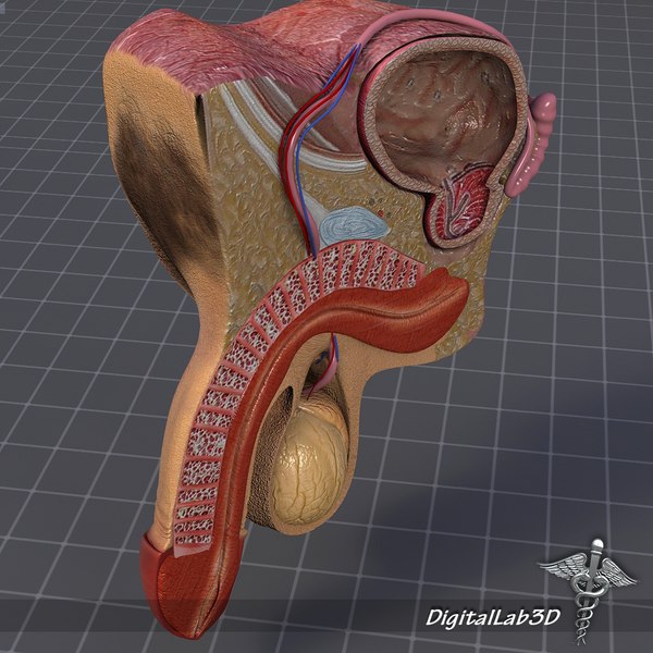 dl3d_malegenitalanatomy_3.jpg