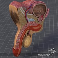 Human Male Genital Anatomy