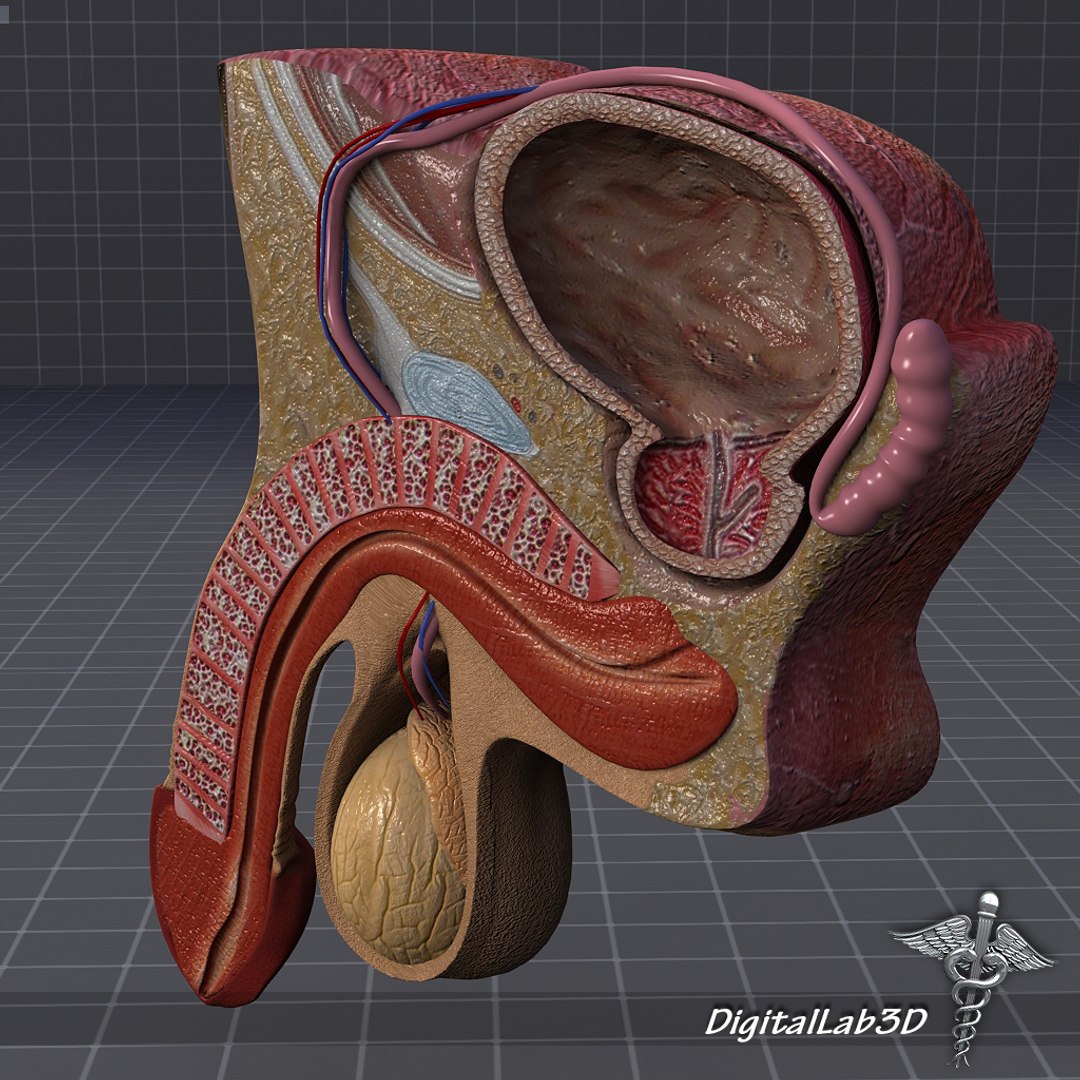 3d model human male genital anatomy https://p.turbosquid.com/ts-thumb/rx/7hOdcC/pvmfsQte/dl3d_malegenitalanatomy_2/jpg/1274460037/1920x1080/fit_q87/766404f16e7fbb424b645081e7a555d1d42f32b3/dl3d_malegenitalanatomy_2.jpg